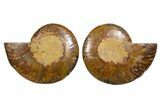 Cut & Polished, Agatized Ammonite Fossil - Madagascar #344157-1